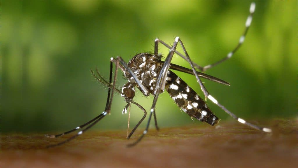 Liste de 10+ à quelle température les moustiques meurent