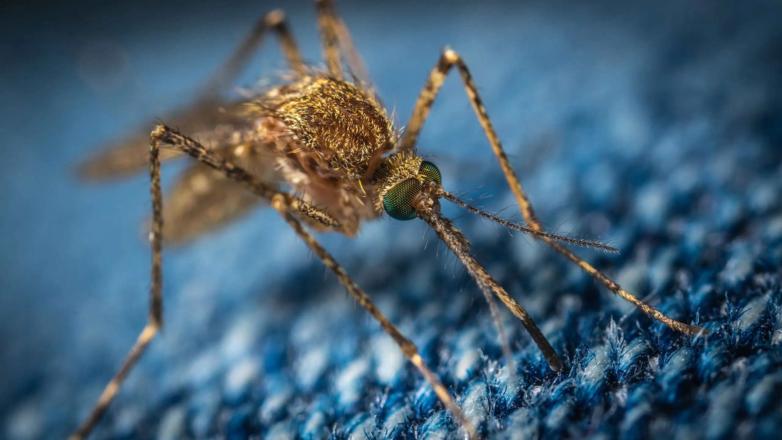 Reconnaitre les différents types de moustiques | Antimoustic.com