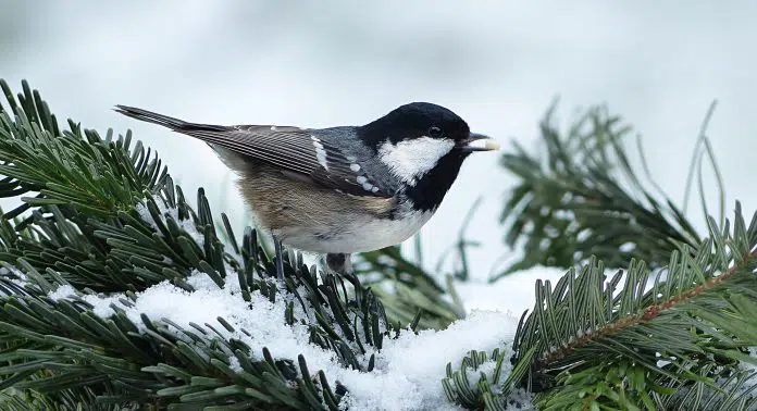 Oiseau sur une branche en hiver