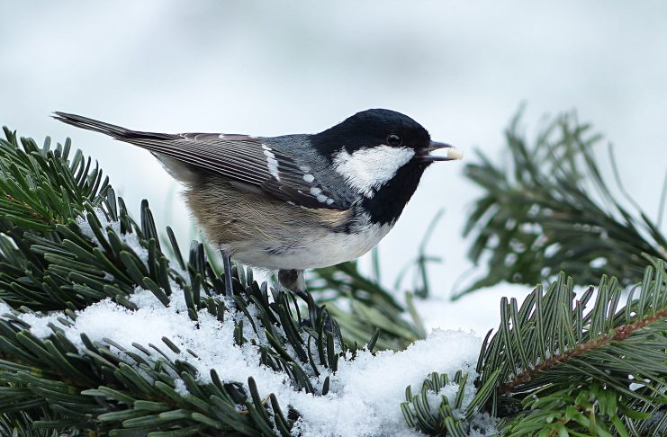 Oiseau sur une branche en hiver
