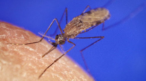 Un moustique Anophèles en train de piquer