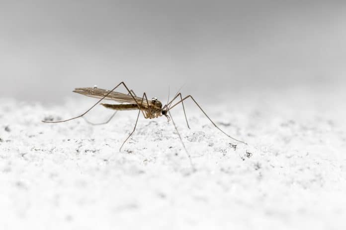 Un moustique sur de la neige