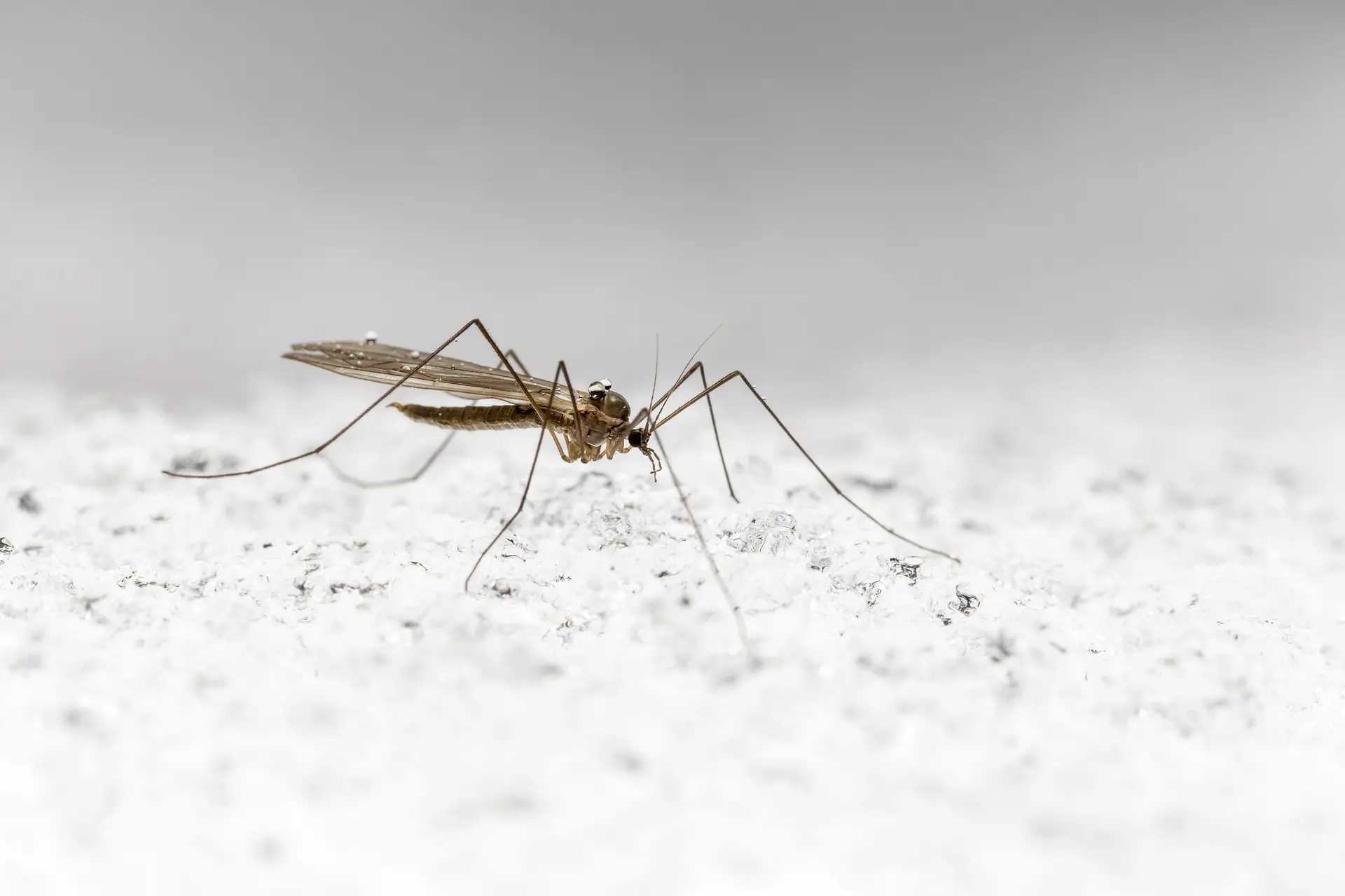 Que deviennent les moustiques en hiver ?