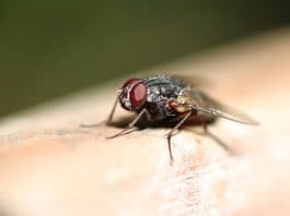 Éliminer les mouches grâce aux désinsectiseurs