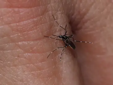 Moustique tigre en train de piquer la peau